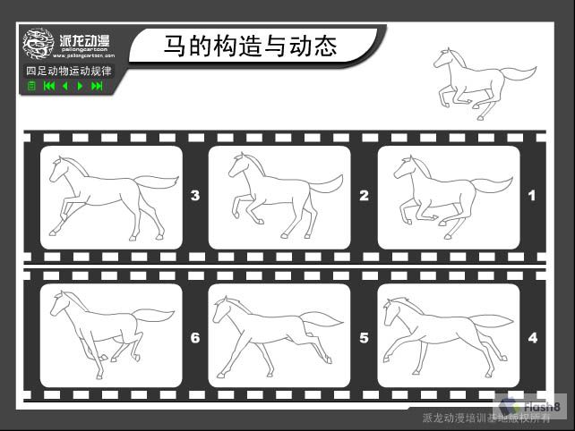 四足动物运动规律:马的构造与动态